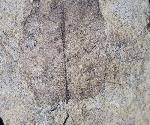Carya serrifolia (GOEPPERT) - Bild © FossNet FossilienStore